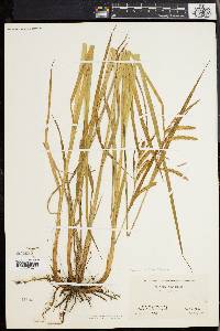 Carex mitchelliana image