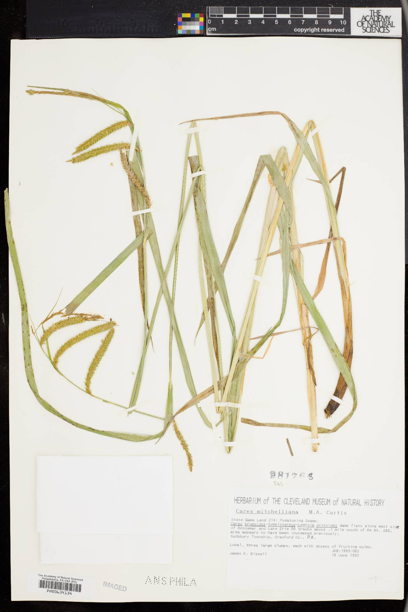 Carex mitchelliana image