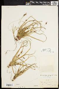 Carex nigromarginata image