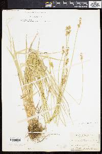 Carex normalis image