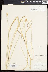 Carex normalis image