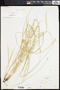 Carex normalis image