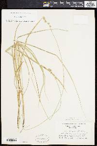 Carex normalis image