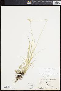 Carex normalis image