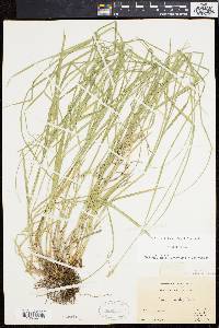 Carex normalis image