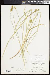 Carex normalis image