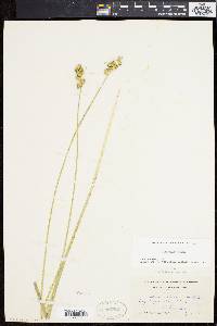 Carex normalis image