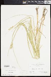 Carex normalis image