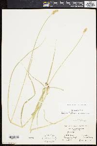 Carex normalis image