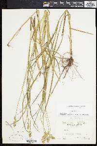 Carex normalis image