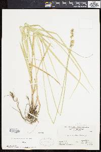 Carex normalis image