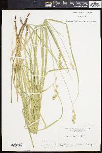 Carex normalis image