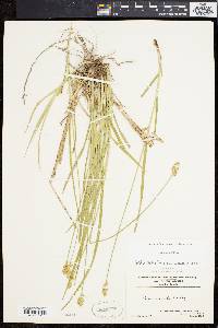 Carex normalis image