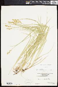 Carex normalis image