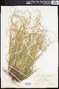 Carex nigromarginata image