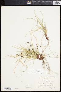 Carex nigromarginata image