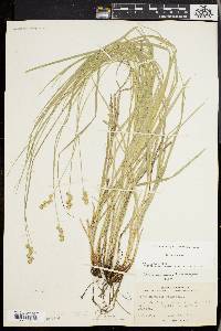 Carex normalis image