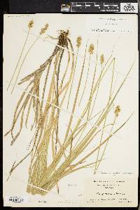 Carex normalis image