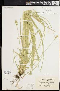 Carex normalis image