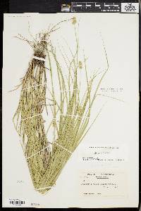 Carex normalis image