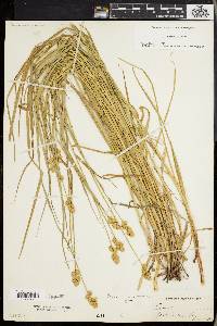 Carex normalis image