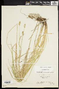 Carex normalis image