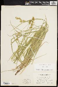 Carex normalis image