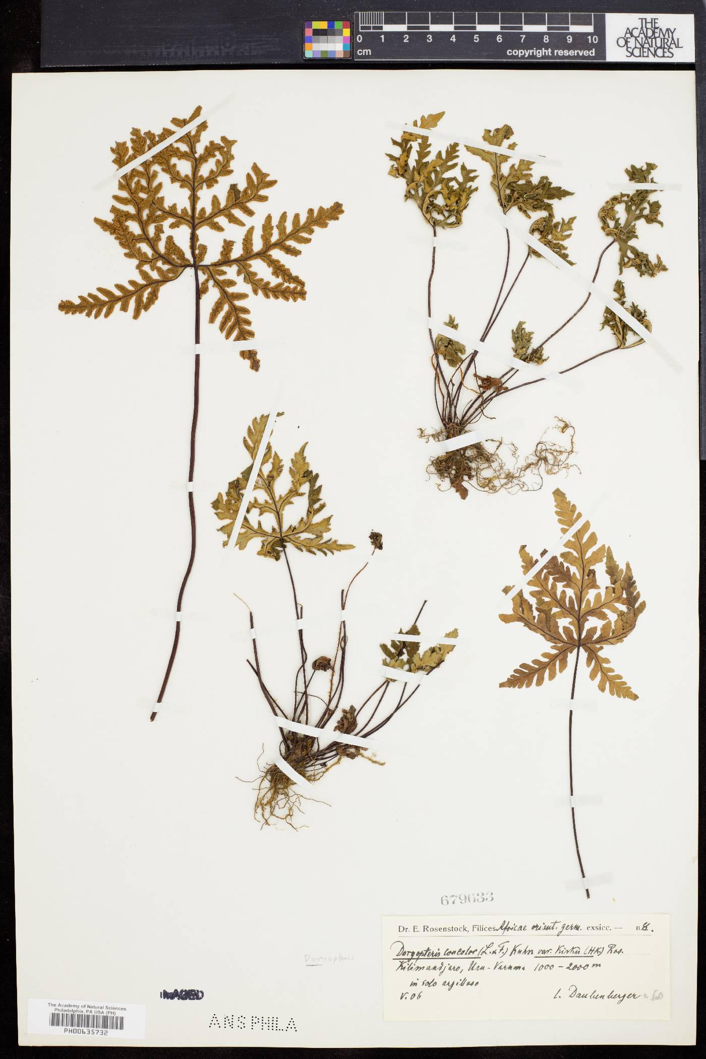 Doryopteris kirkii image