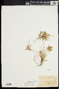 Cyperus filicinus image