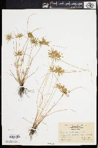 Cyperus filicinus image