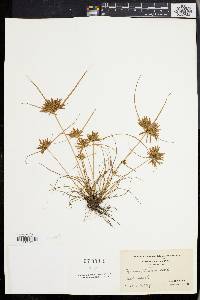 Cyperus filicinus image