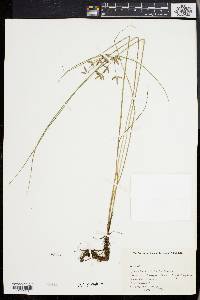 Cyperus flavescens image