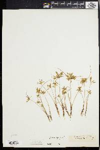 Cyperus flavescens image