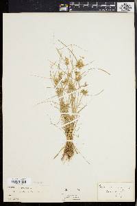 Cyperus flavescens image