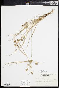 Cyperus flavescens image