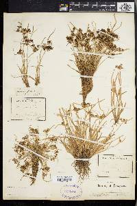 Cyperus fuscus image