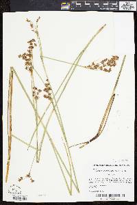 Cladium mariscoides image