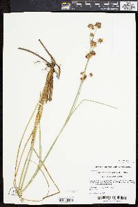 Cladium mariscoides image