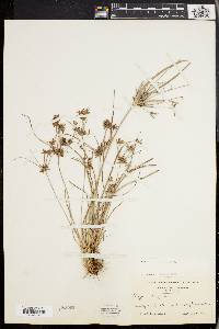 Cyperus grayi image