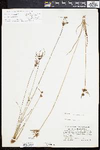 Cyperus houghtonii image