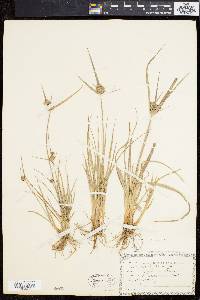 Cyperus lupulinus image