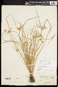 Cyperus lupulinus image