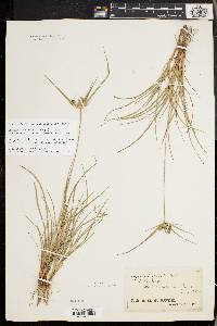 Cyperus lupulinus image