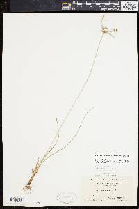 Cyperus lupulinus subsp. macilentus image