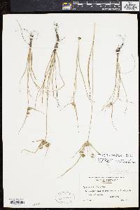 Cyperus lupulinus subsp. macilentus image