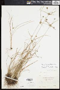 Cyperus lupulinus subsp. macilentus image