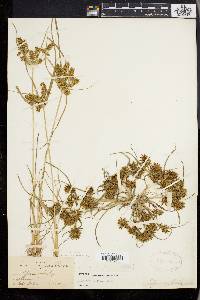 Cyperus erythrorhizos image