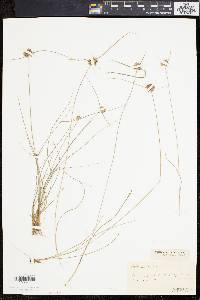 Cyperus filicinus image