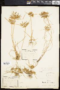 Cyperus filicinus image