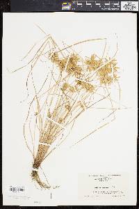 Cyperus filicinus image